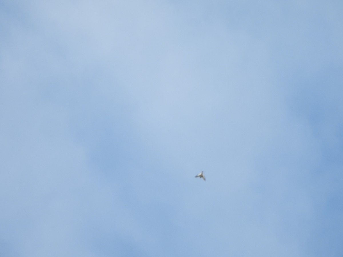 Snow Bunting - ML647003989