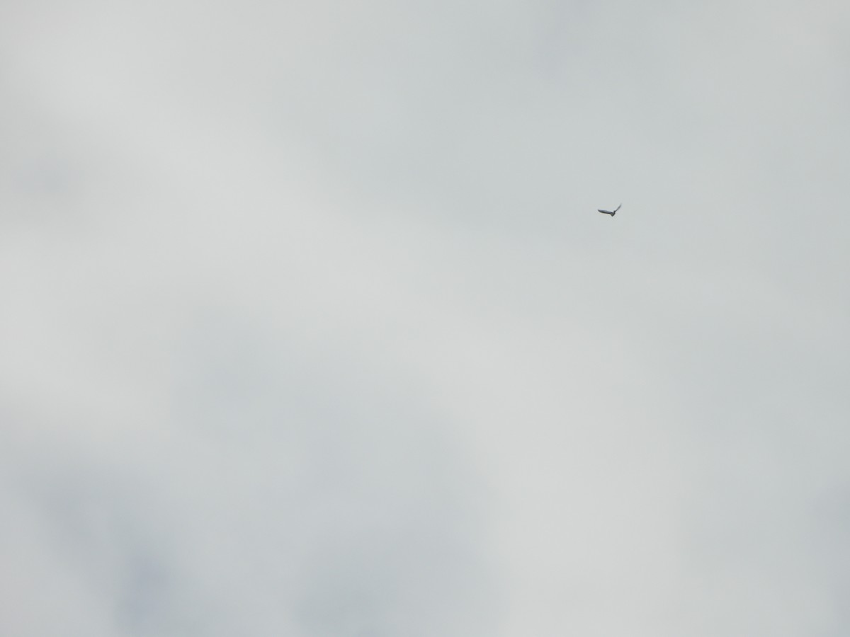 Snow Bunting - ML647003990