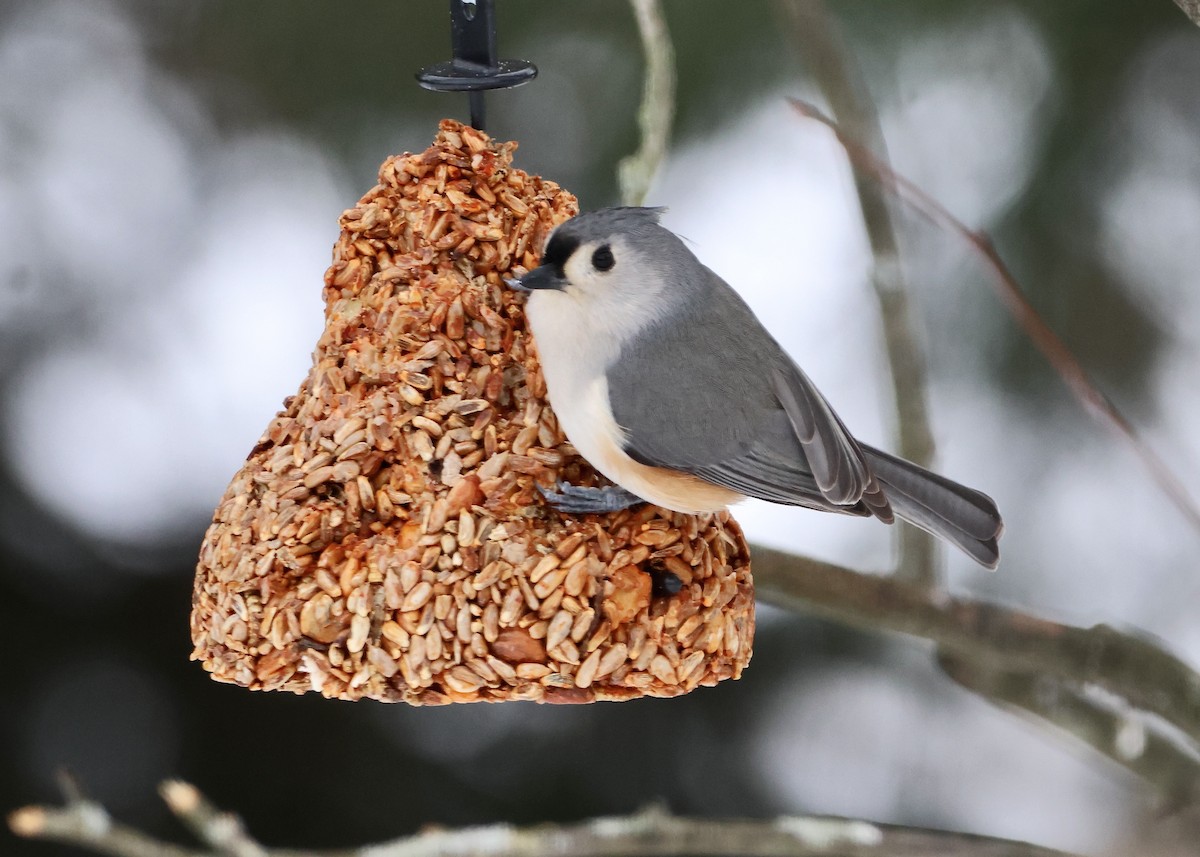 gråduskmeis - ML647003994