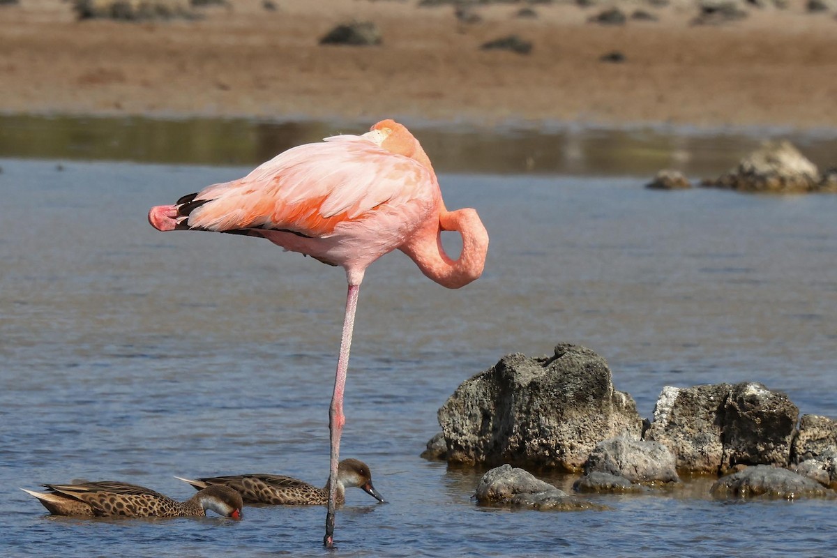 American Flamingo - ML647004012