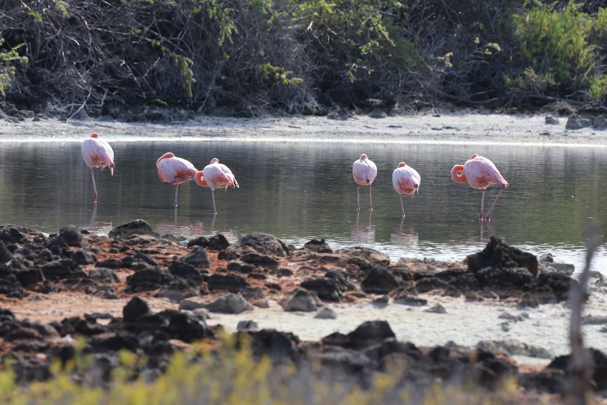 American Flamingo - ML647004013