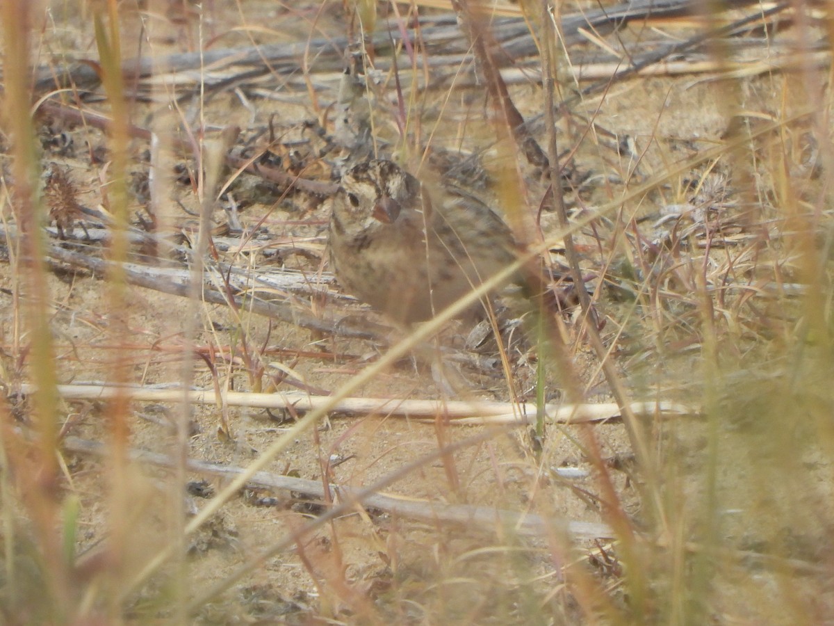 Lapland Longspur - ML647004015