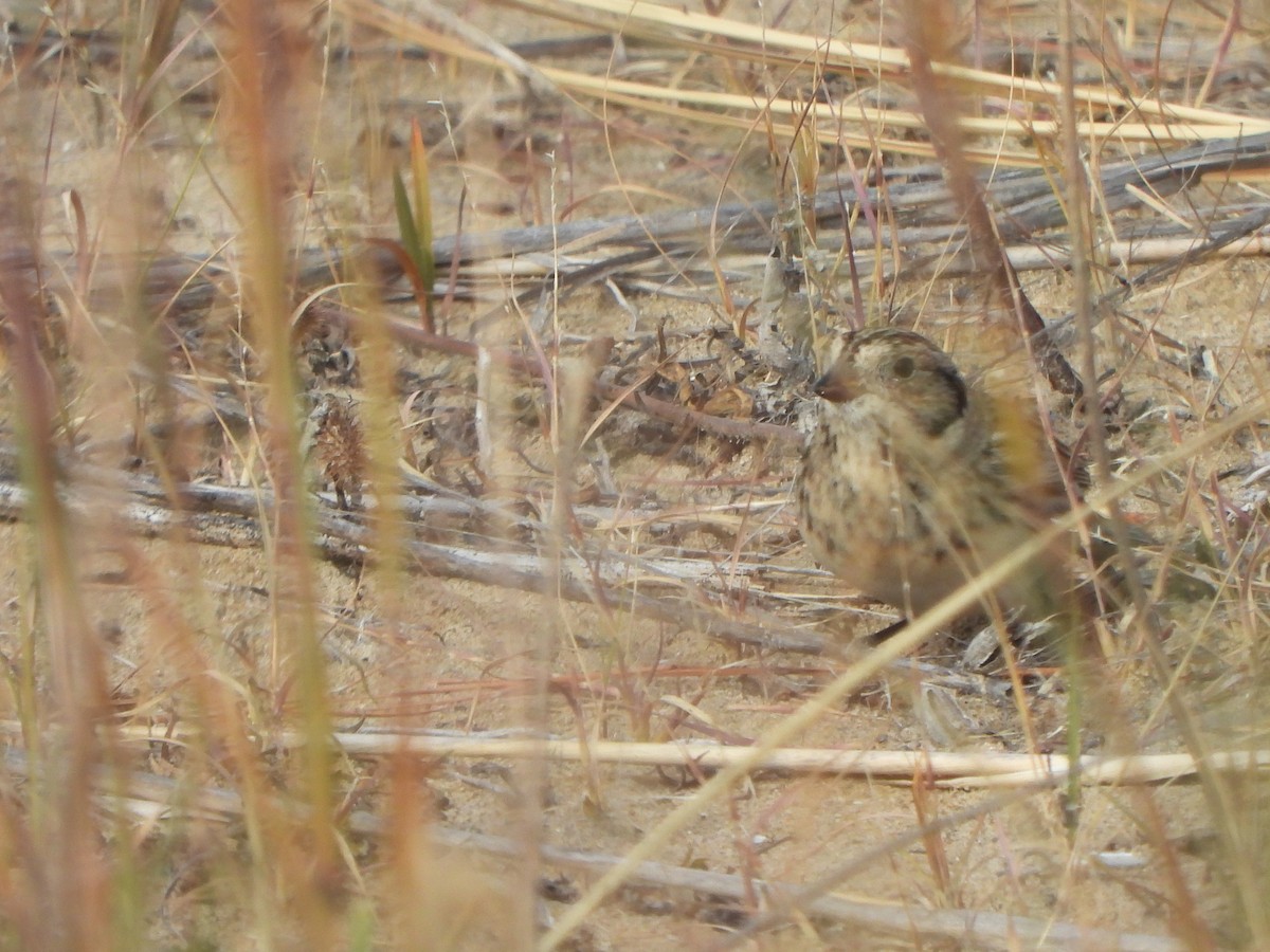 Lapland Longspur - ML647004016