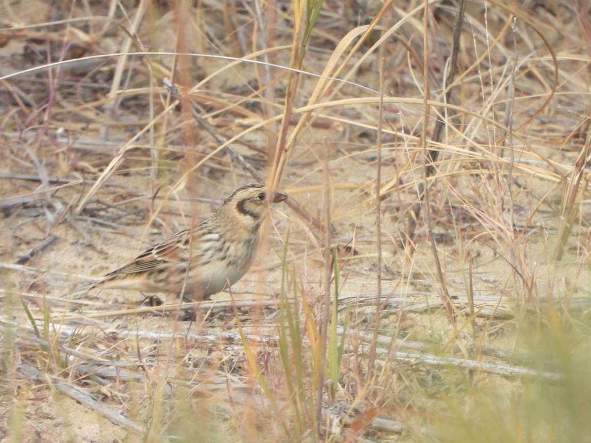 Lapland Longspur - ML647004017