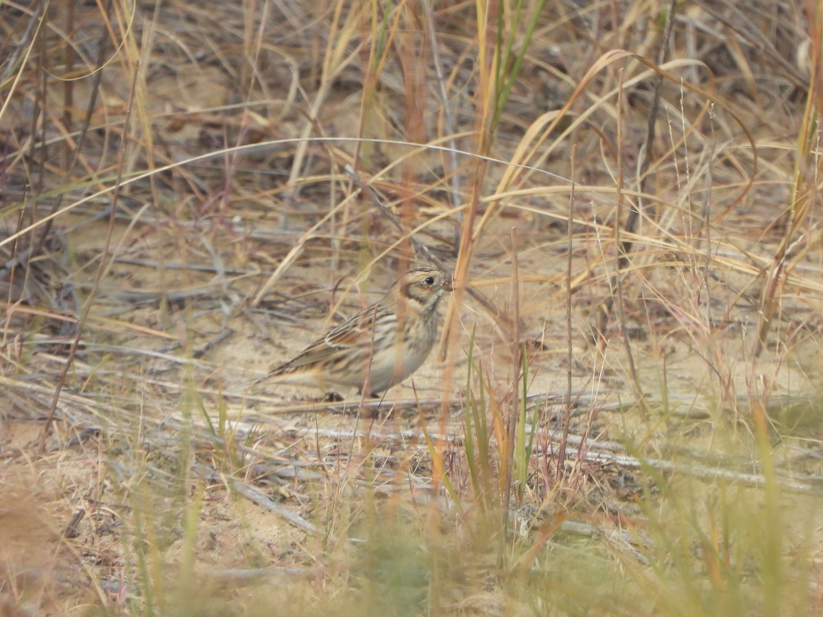 Lapland Longspur - ML647004018