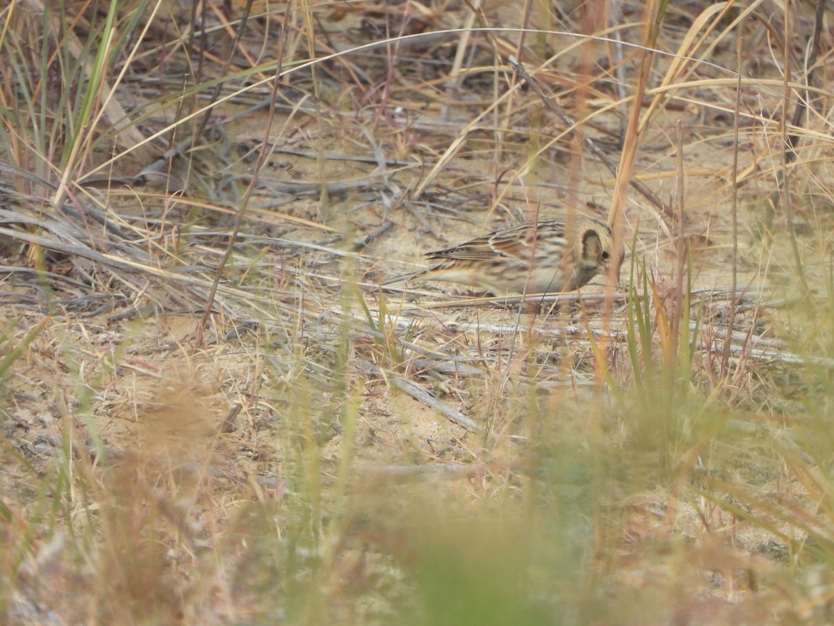 Lapland Longspur - ML647004019