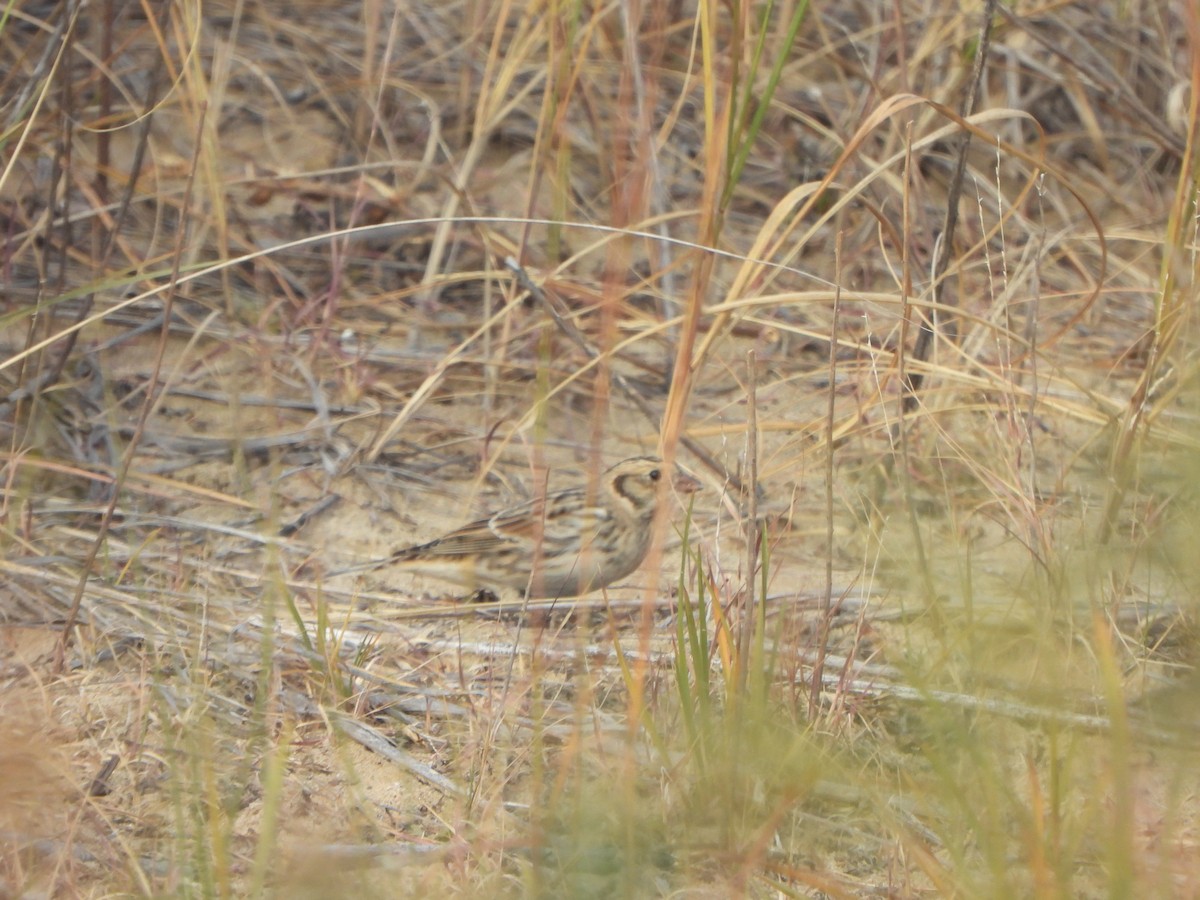 Lapland Longspur - ML647004020