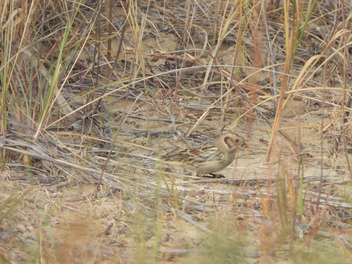 Lapland Longspur - ML647004021