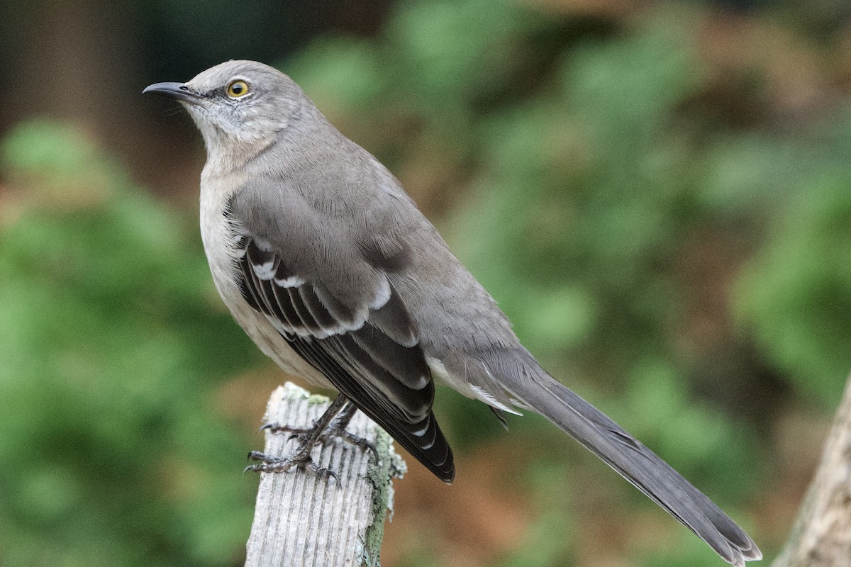 Northern Mockingbird - ML647004022