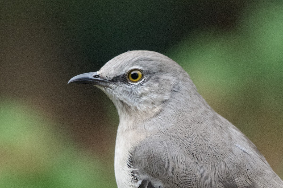 Northern Mockingbird - ML647004023