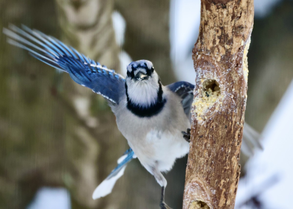 Mavi Karga - ML647004029