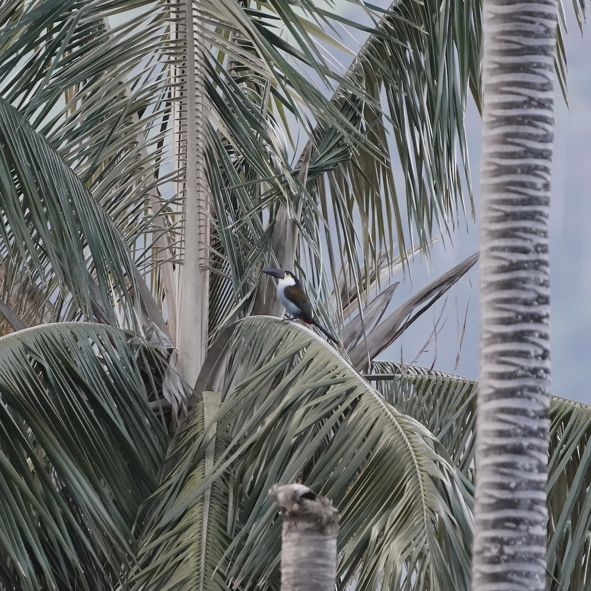 Андигена білощока - ML647004031