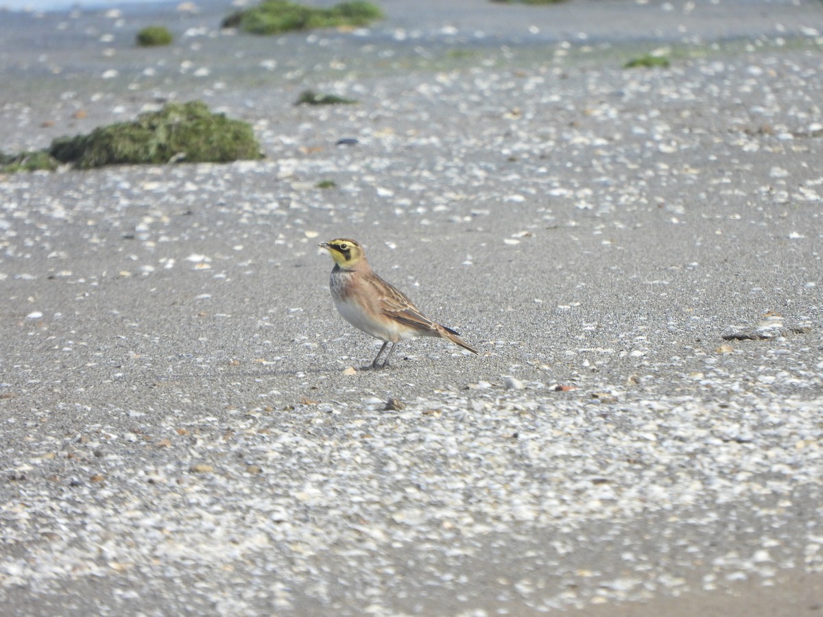 Horned Lark - ML647004034