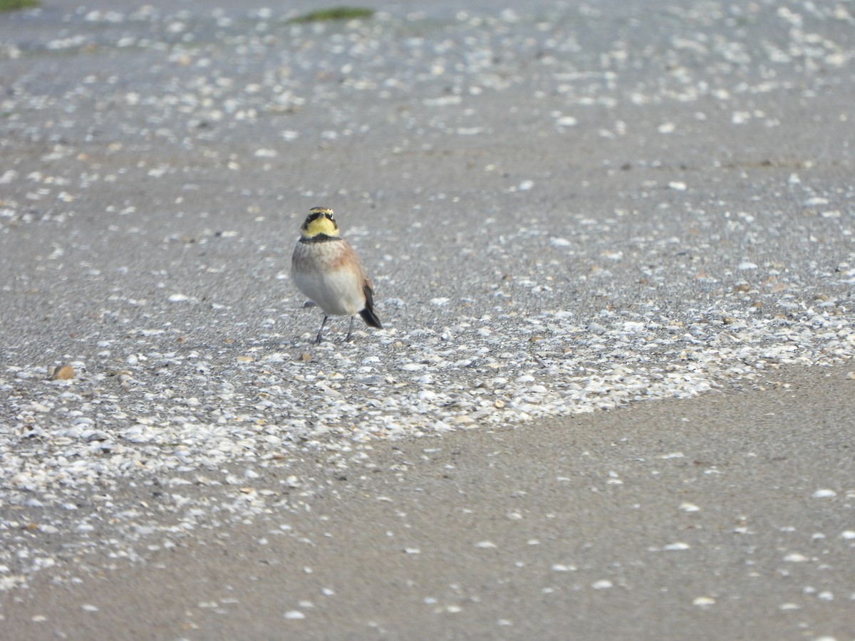Horned Lark - ML647004035