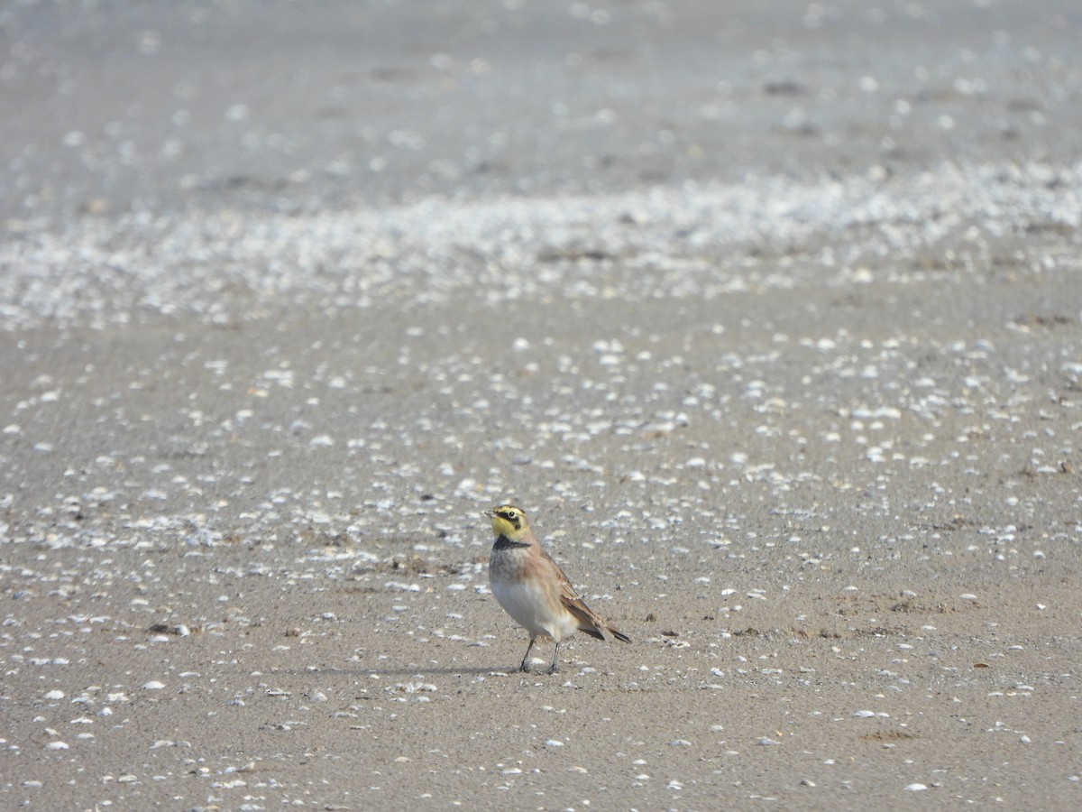 Horned Lark - ML647004036