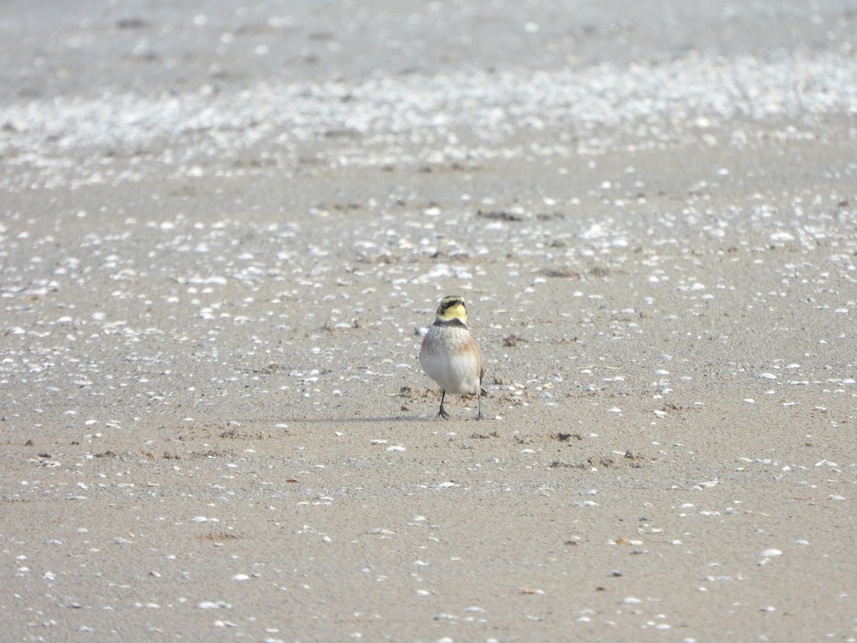 Horned Lark - ML647004037