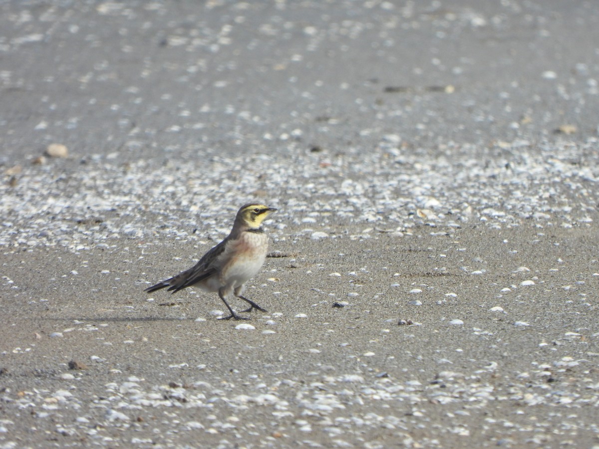 Horned Lark - ML647004038