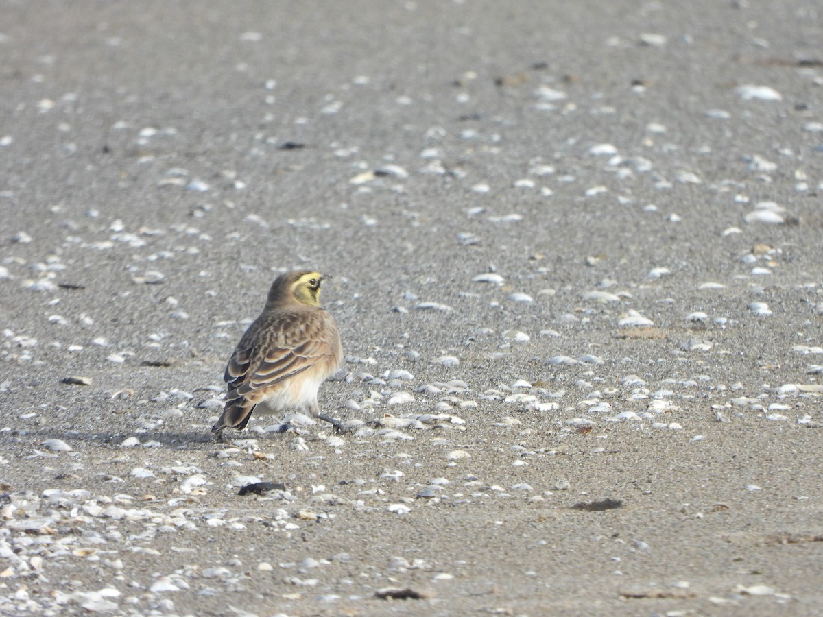 Horned Lark - ML647004039