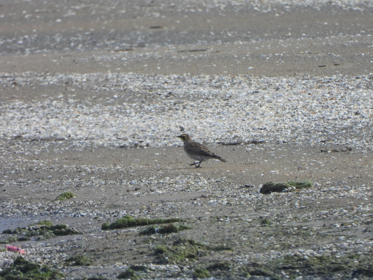 Horned Lark - ML647004041