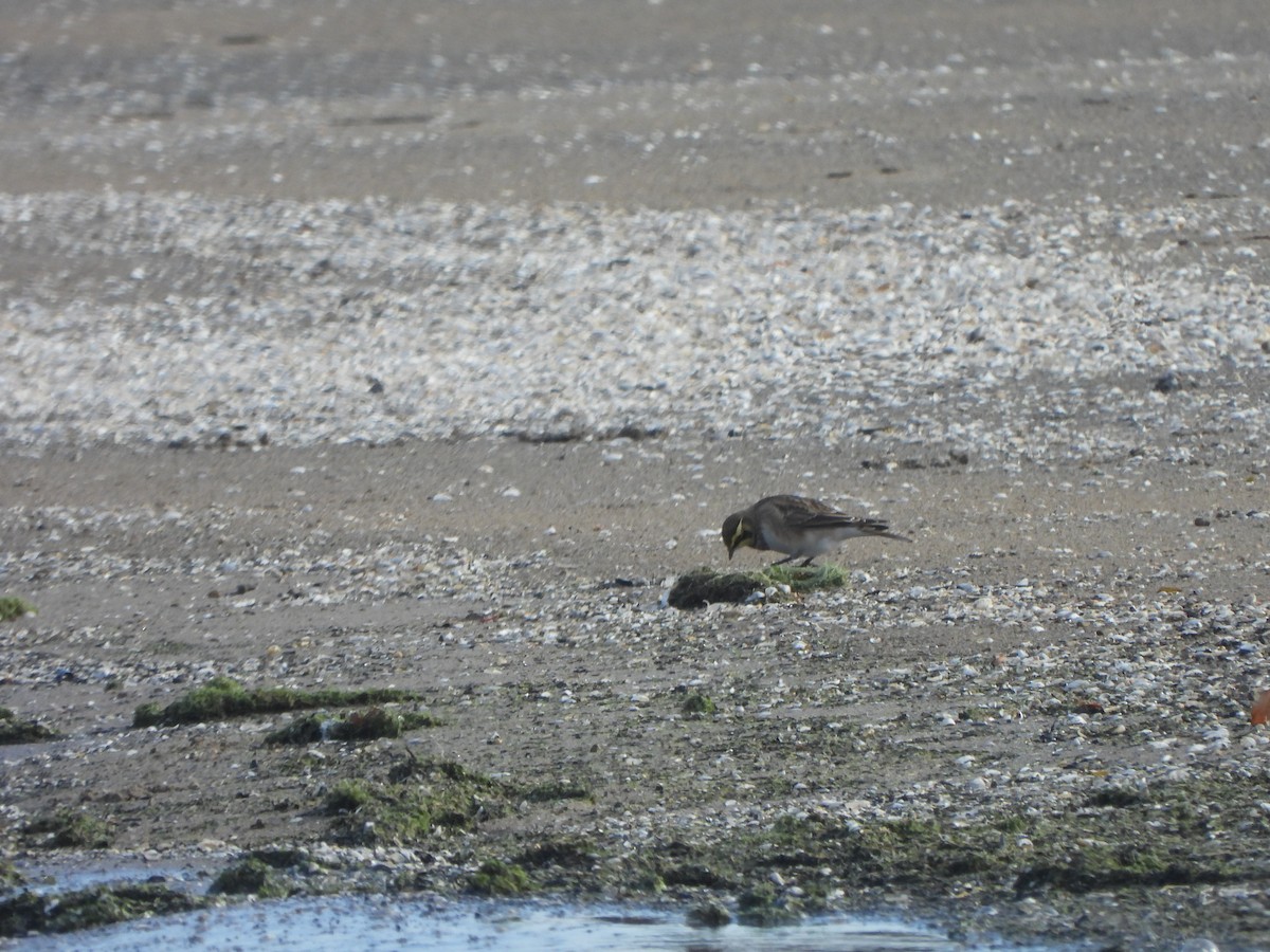 Horned Lark - ML647004042