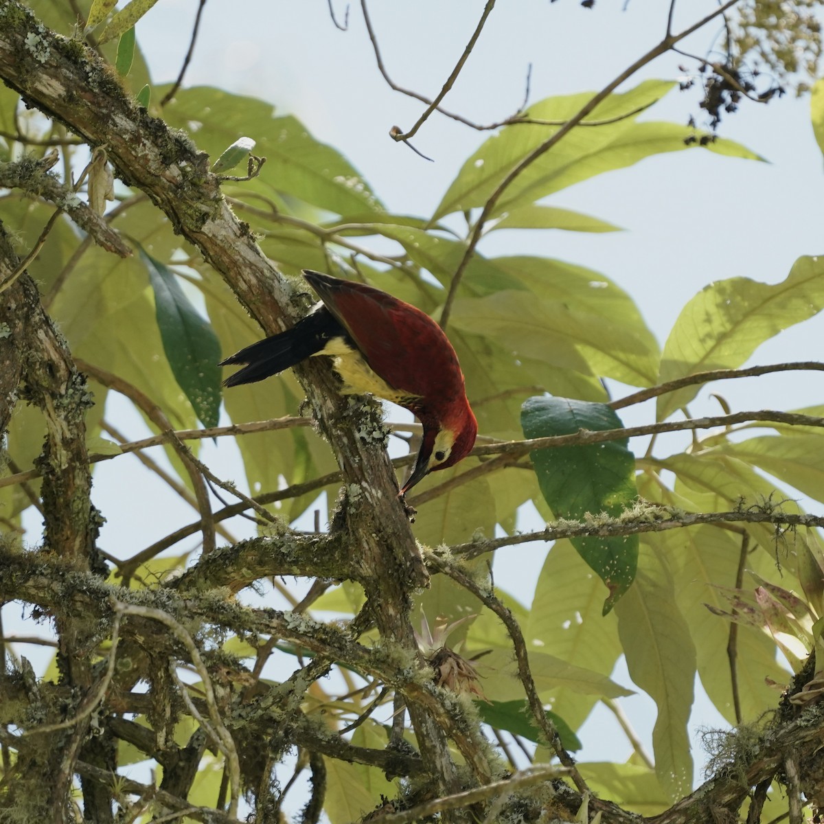 Crimson-mantled Woodpecker - ML647004046