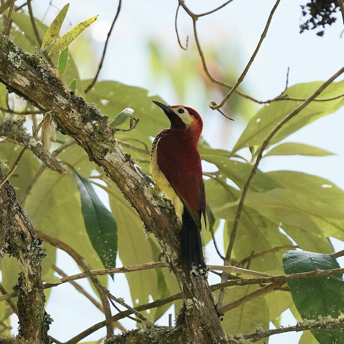 Crimson-mantled Woodpecker - ML647004047