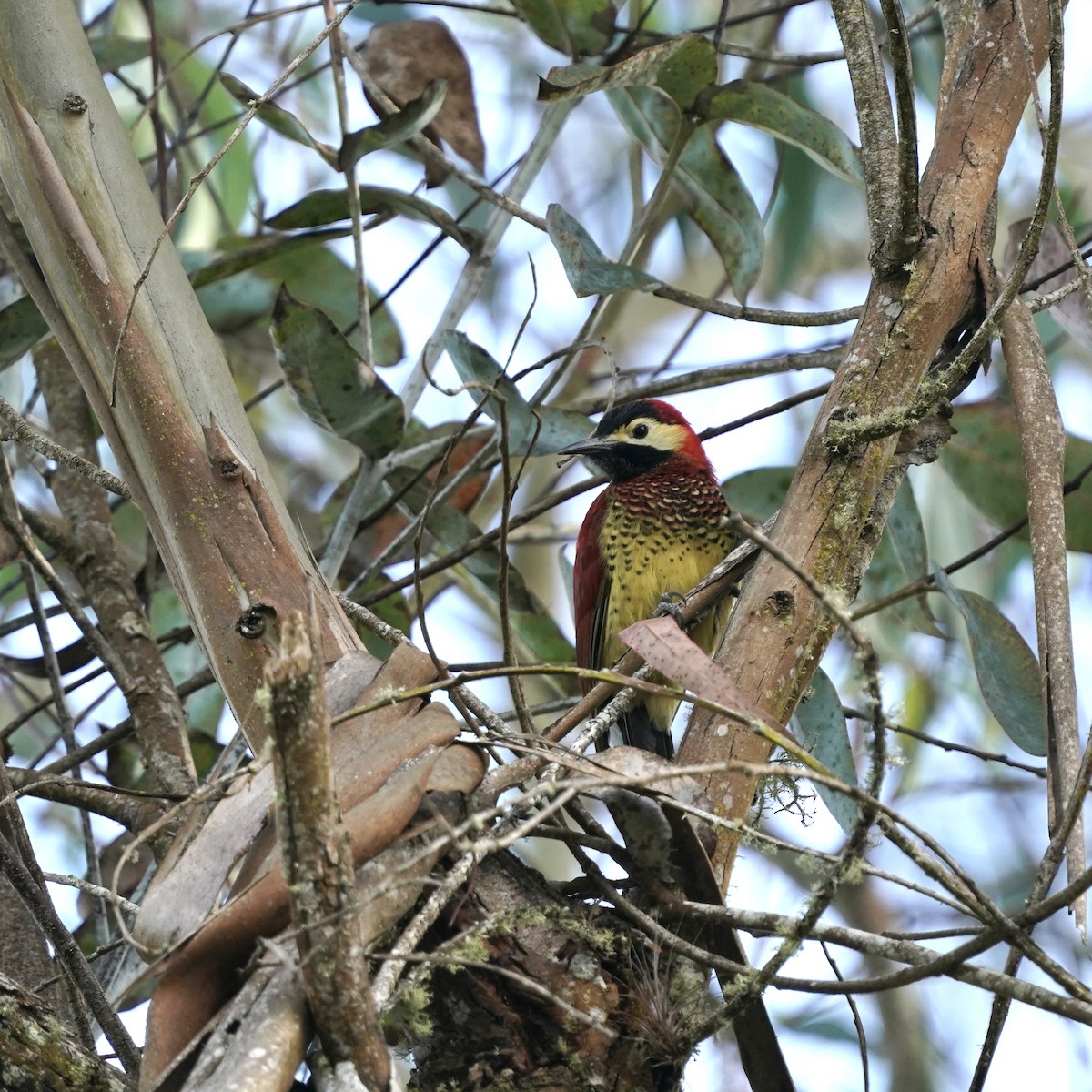 Crimson-mantled Woodpecker - ML647004048