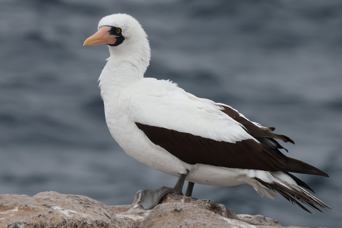 Nazca Booby - ML647004049