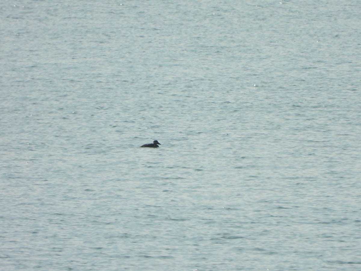 Surf Scoter - ML647004050