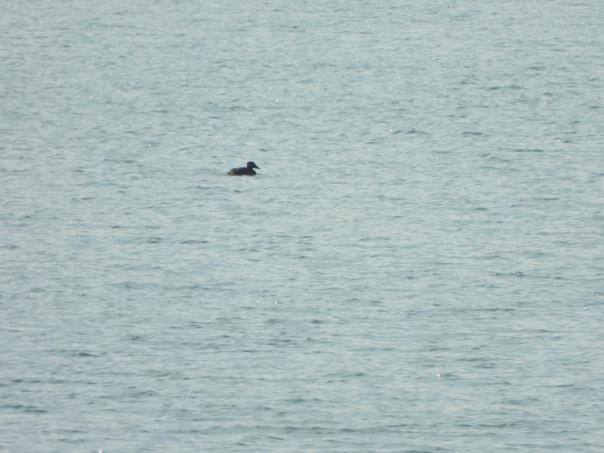 Surf Scoter - ML647004052
