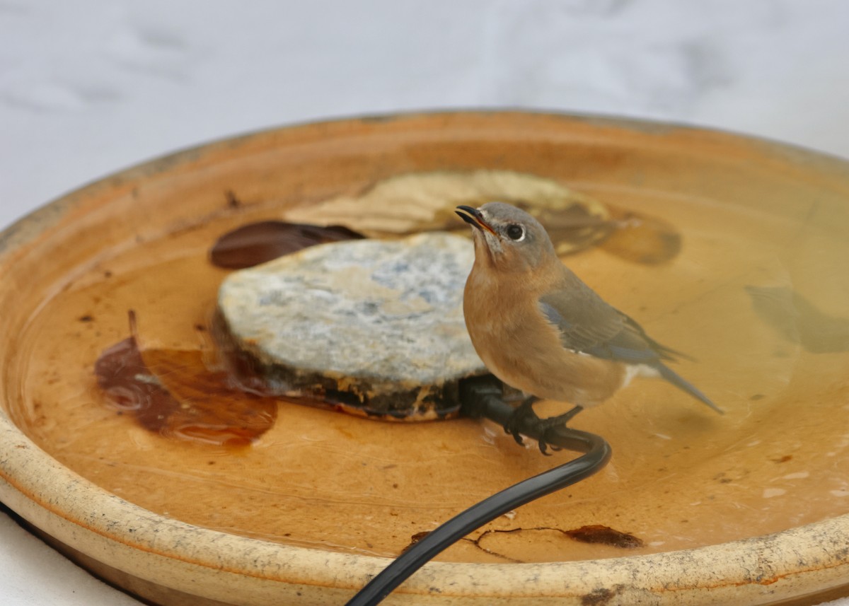 Azulejo Oriental - ML647004056