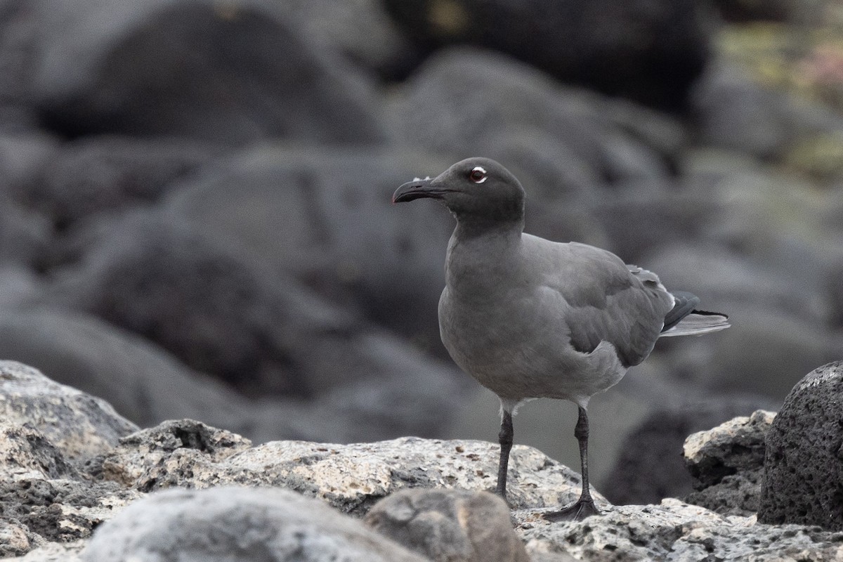 Lava Gull - ML647004066