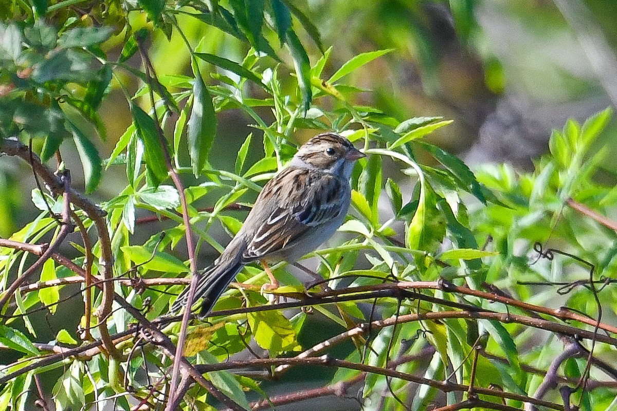 Chingolo Pálido - ML647004073