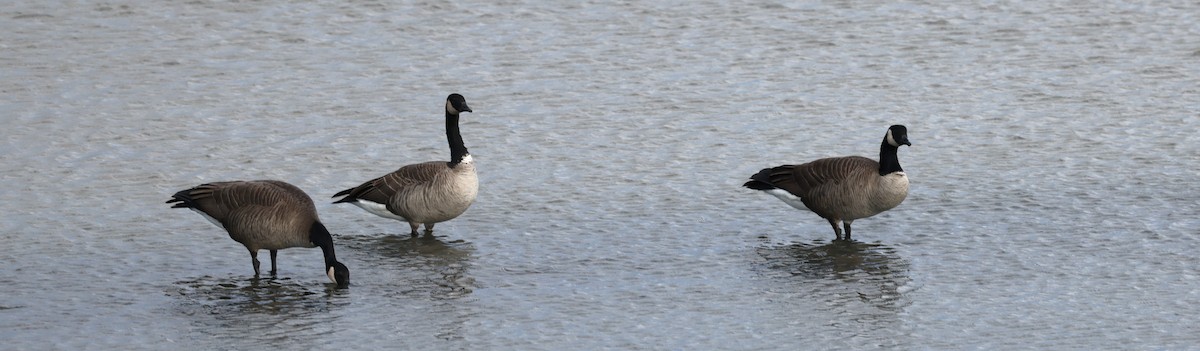 Казарка канадська - ML647004074