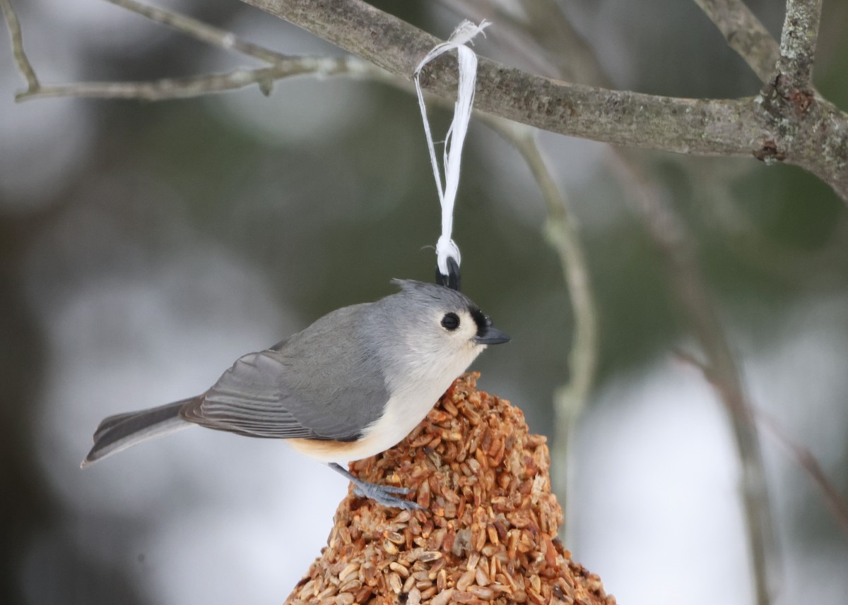 gråduskmeis - ML647004077