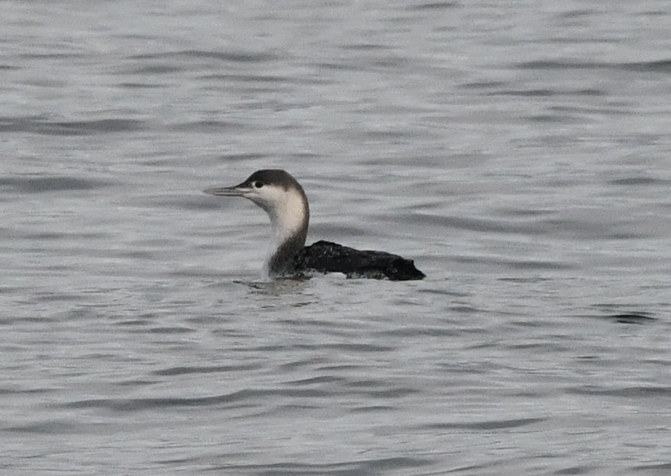 Plongeon catmarin - ML647004080