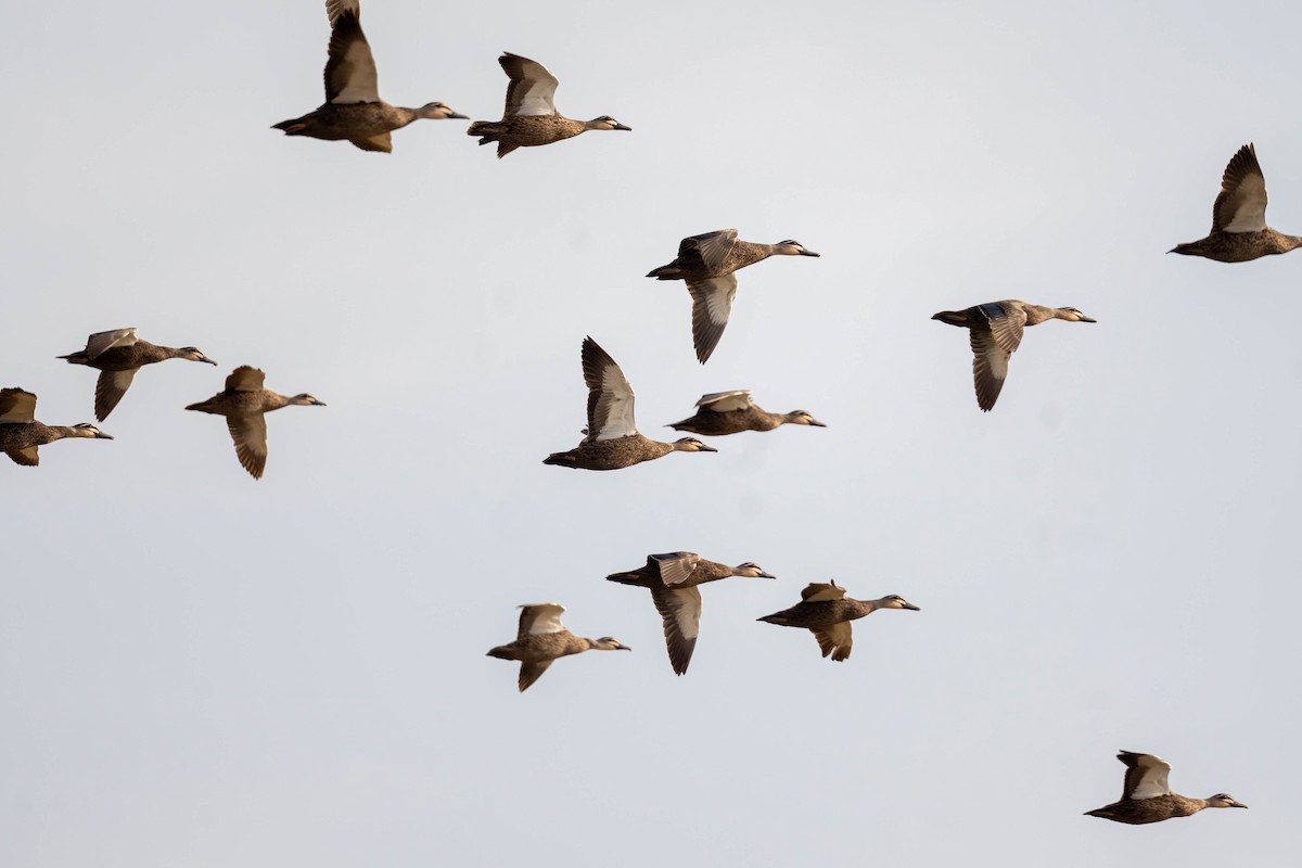 Pacific Black Duck - ML647004081