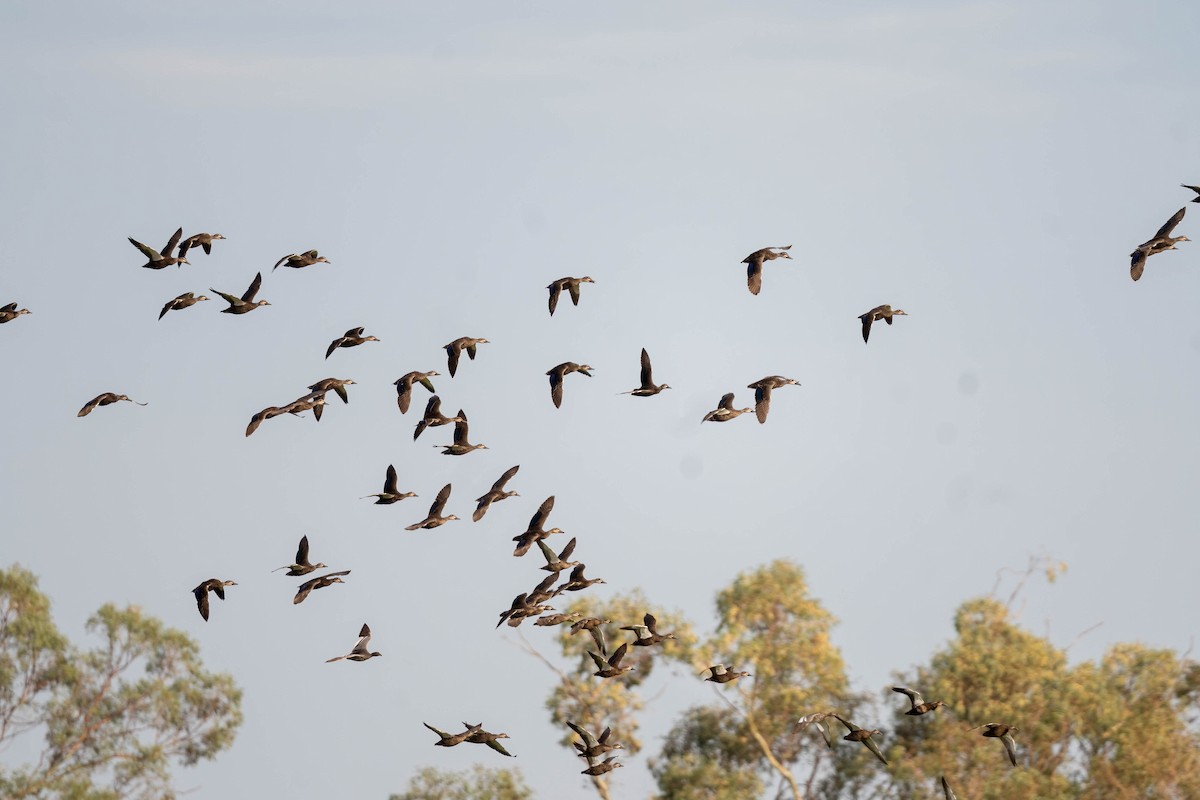 Pacific Black Duck - ML647004082