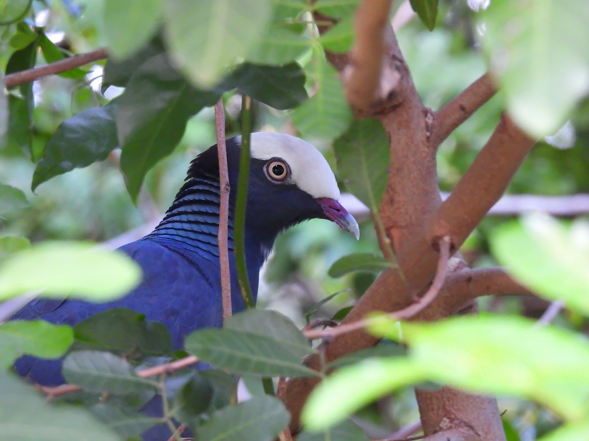 White-crowned Pigeon - ML647004086