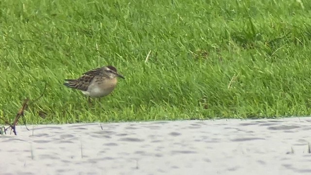 Sharp-tailed Sandpiper - ML647004088