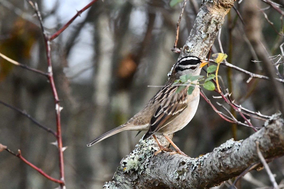 Dachsammer (pugetensis) - ML647004096