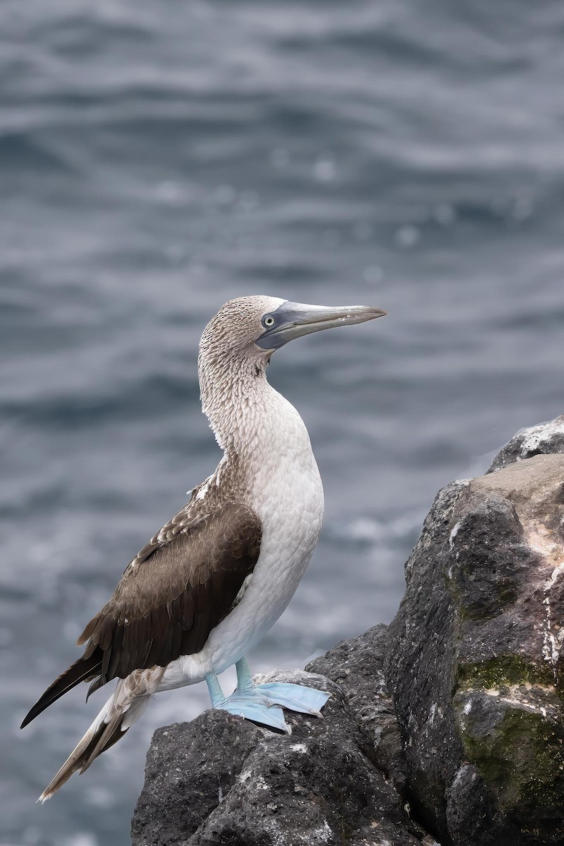Blue-footed Booby - ML647004098