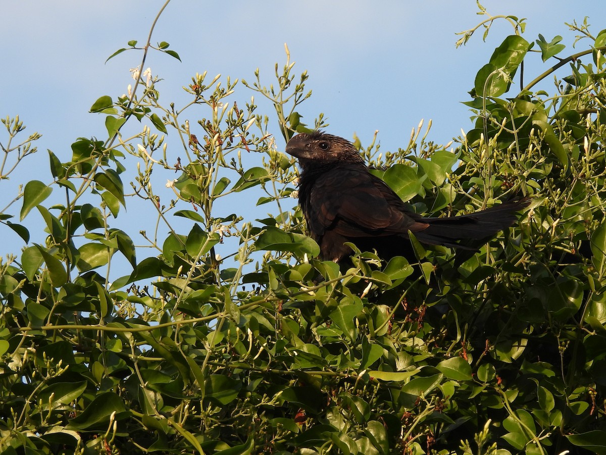 glattnebbani - ML647004099