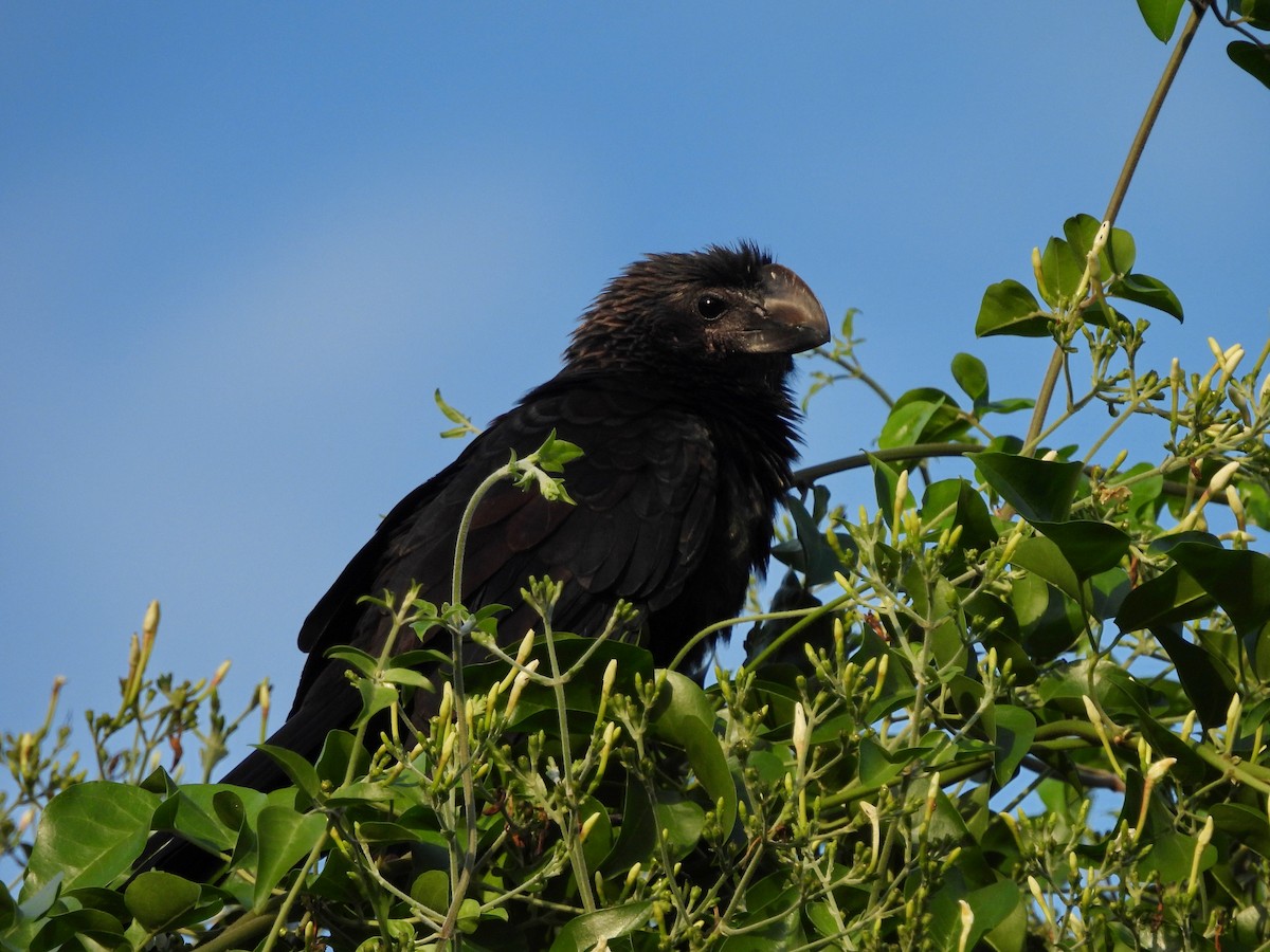 glattnebbani - ML647004100