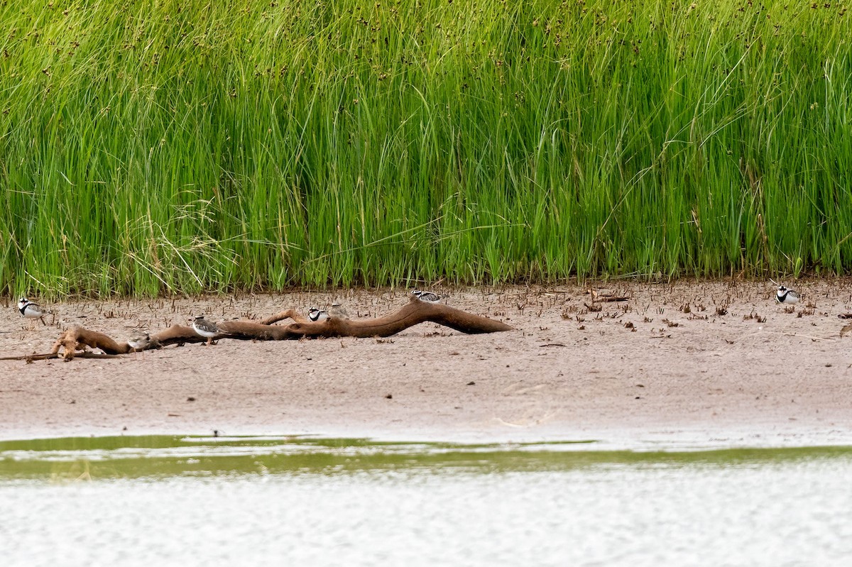 Black-fronted Dotterel - ML647004102