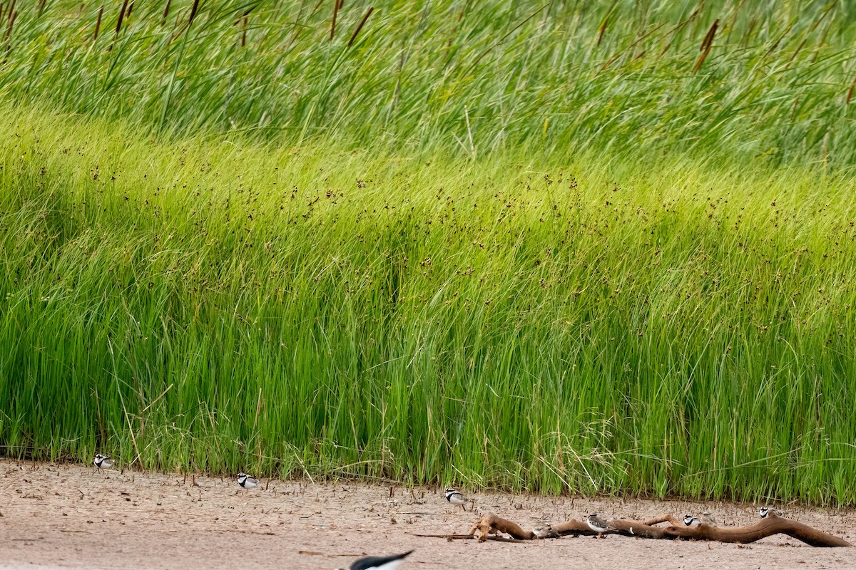 Black-fronted Dotterel - ML647004103