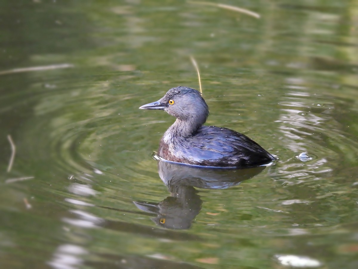 Least Grebe - ML647004111