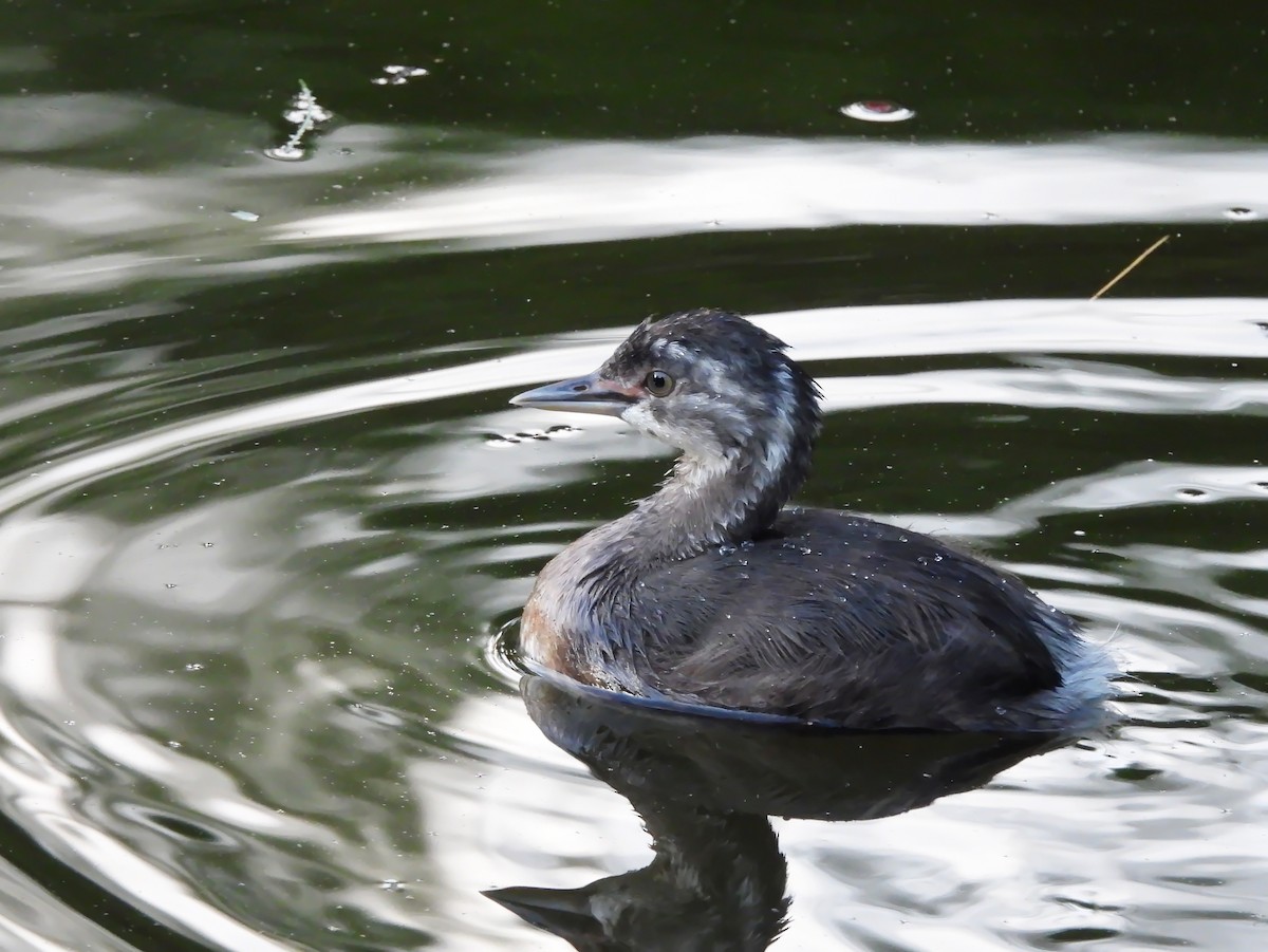 Least Grebe - ML647004112