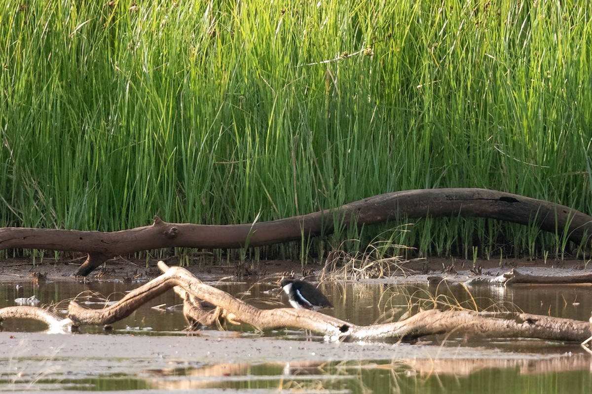 Red-kneed Dotterel - ML647004114