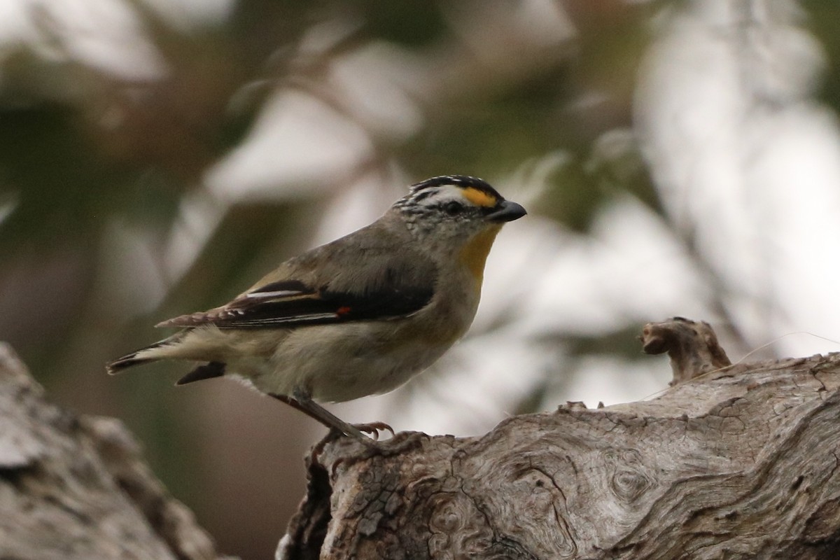 pardalot australský - ML647004115